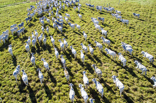 Bois da fazenda no pasto